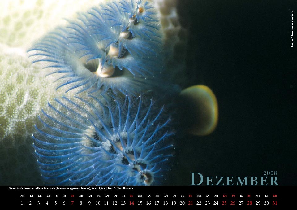 2008 12