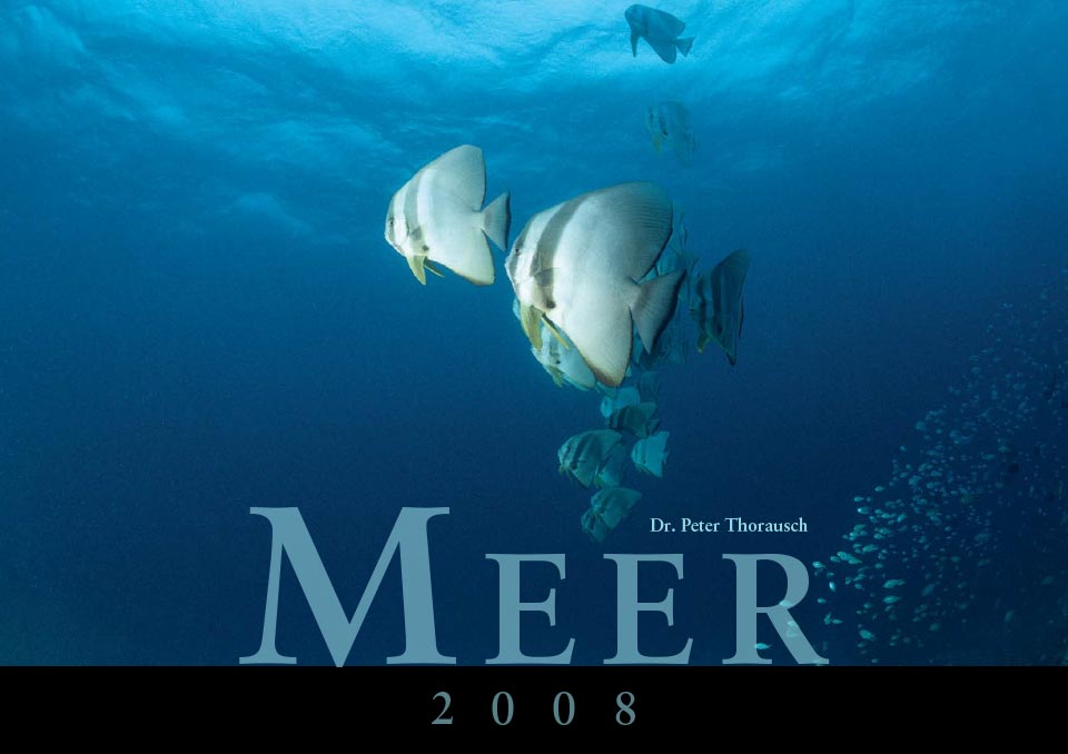2008 Title