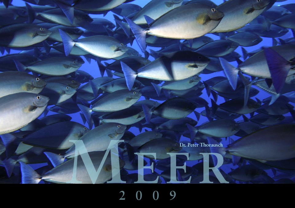 2009 Title
