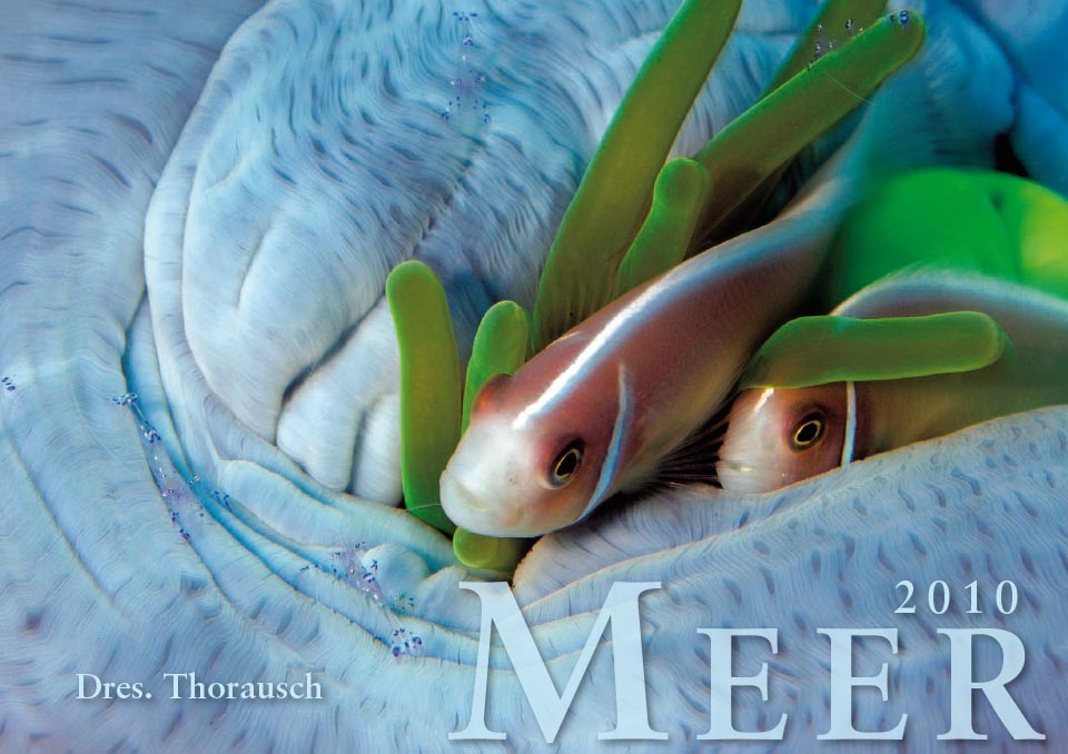 2010 Title