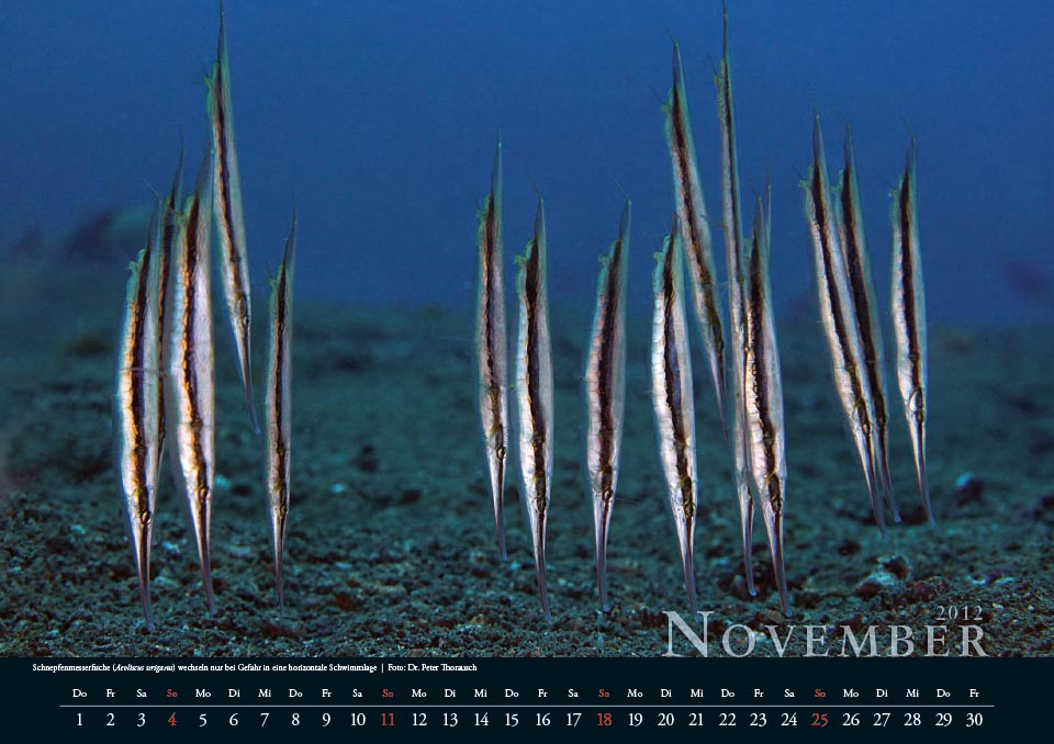 2012 11