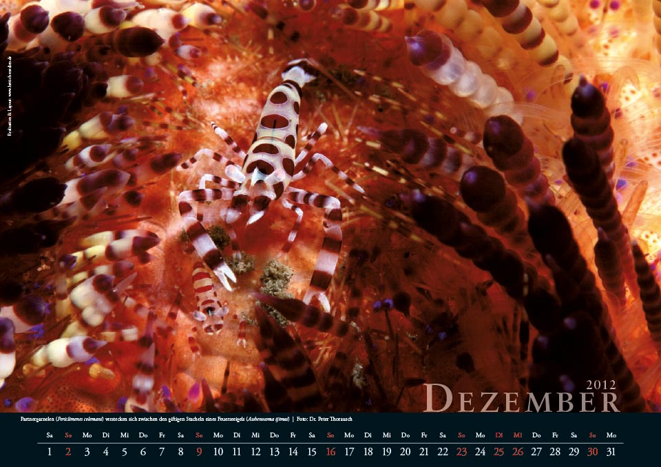 2012 12