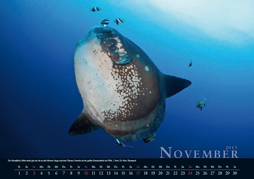 2013 11