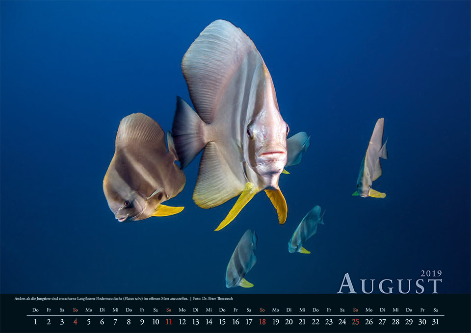 2019 August