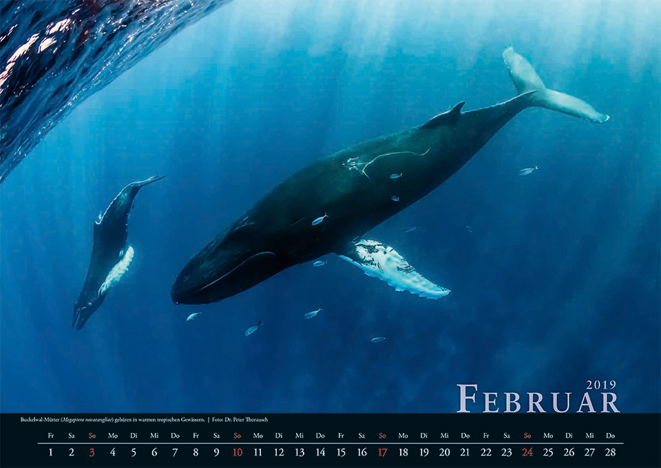 2019 Februar