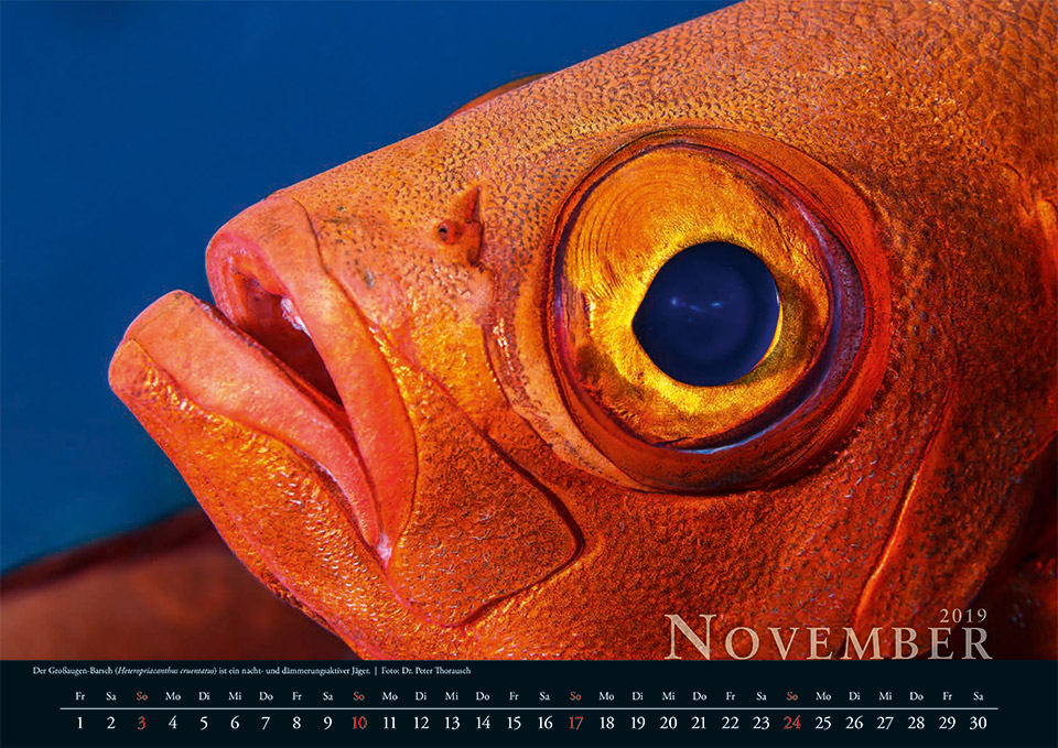 2019 November