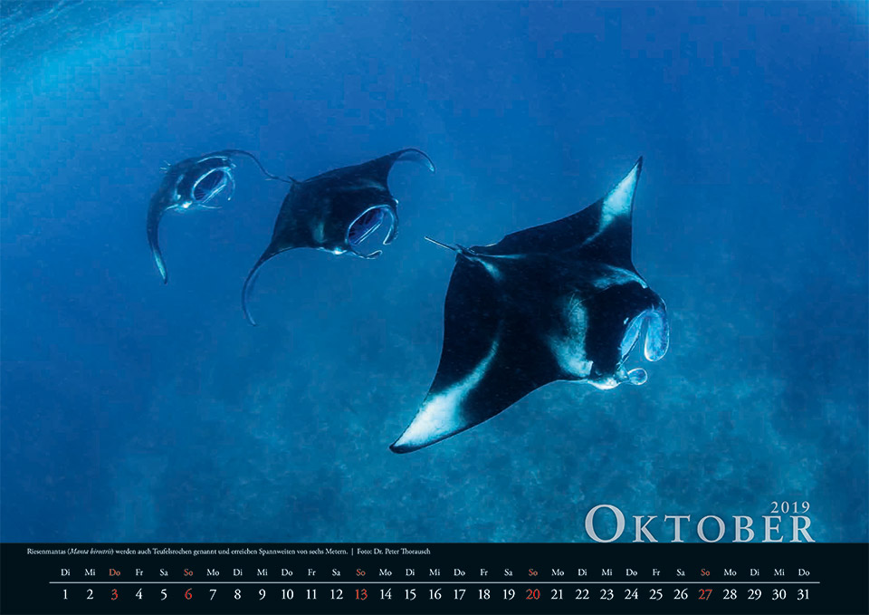 2019 Oktober