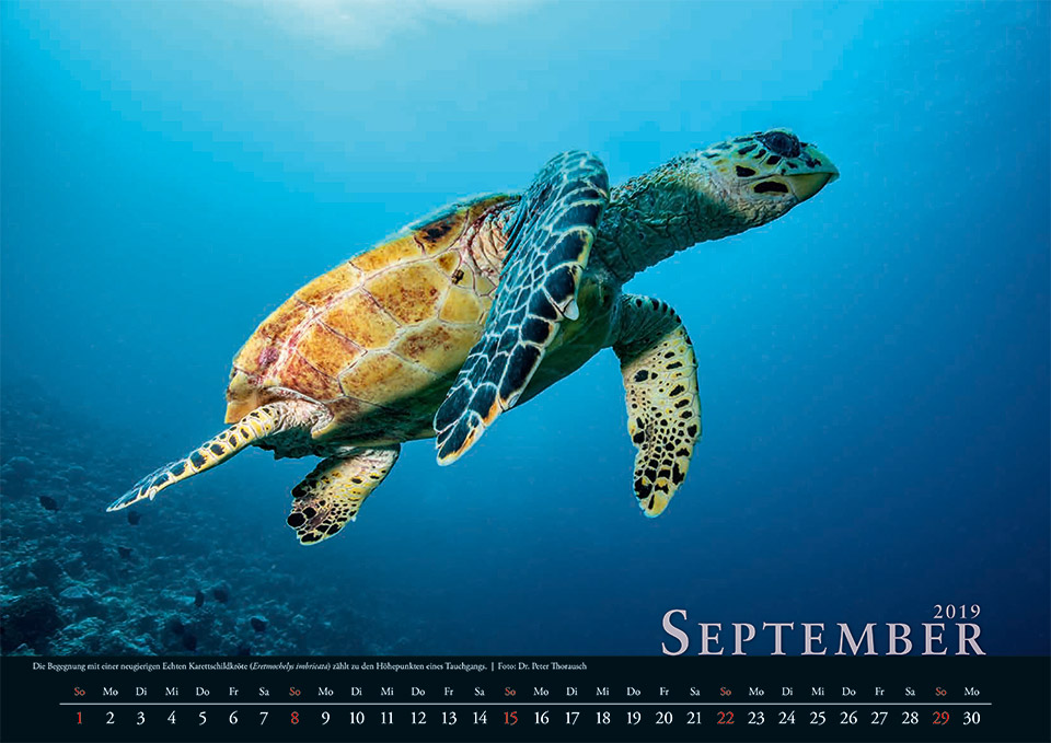 2019 September