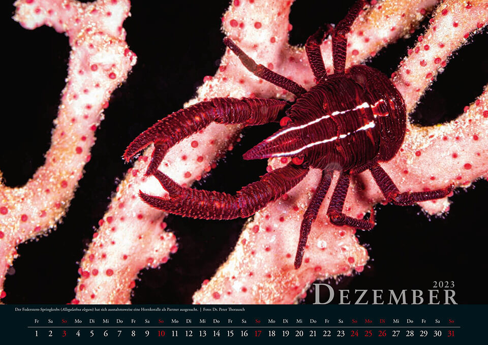 2023 Dezember